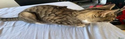 Bengal cats for sale: Beautiful Bengal girl kitten - Advert 7