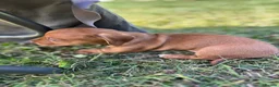 Dachshund dogs for sale: Mini daxi in Bridgend - Advert 22