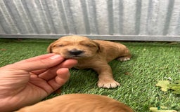 Mini Goldendoodle dogs for sale: Mini GoldenDoodle Puppies - Image 13