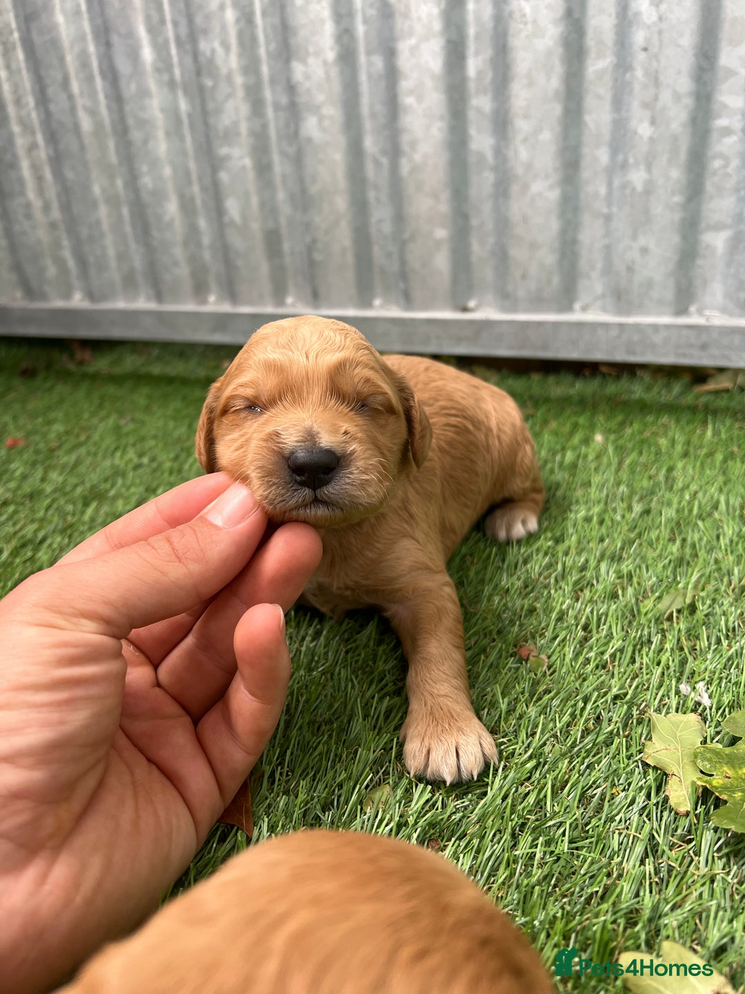Mini Goldendoodle dogs for sale: Mini GoldenDoodle Puppies - Image 13