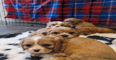 Cavachon dogs - Advert 2