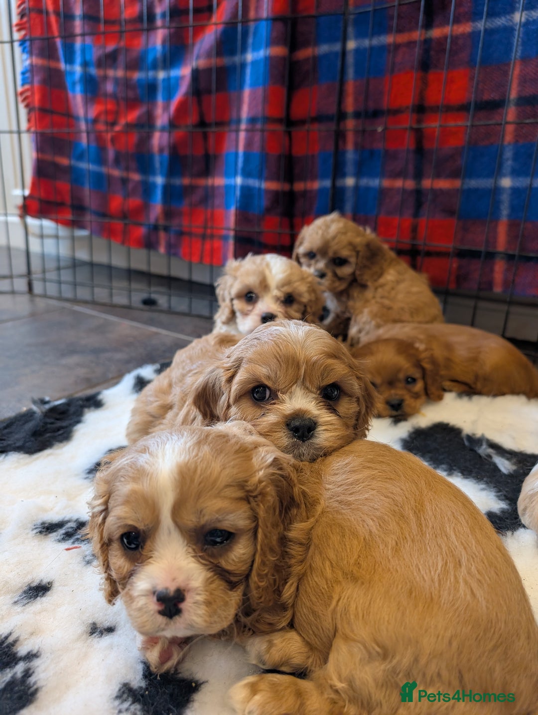Cavachon dogs for sale: 8 STUNNING F1B CAVACHONS - Image 2