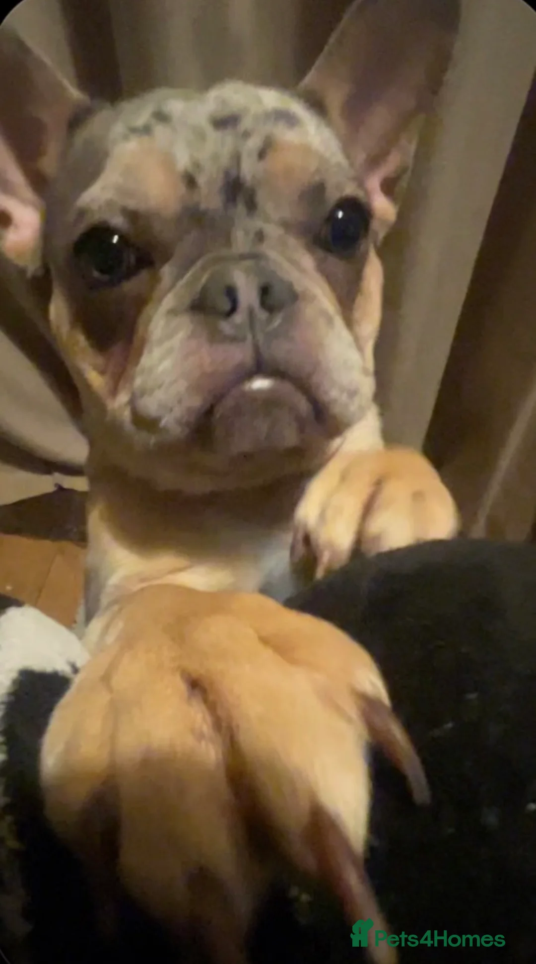 French Bulldog dogs for sale: French Bulldog Female Blue Merle Rare, Green Eyes  - Advert 2