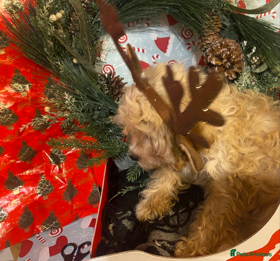 Cavapoo dogs for sale:  DNA clear parents/grandparents BVA heart/eyes - Advert 3