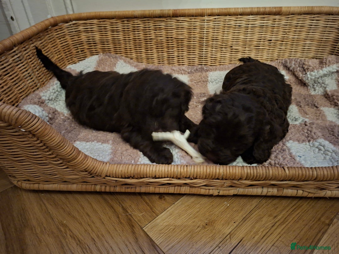 Cockapoo dogs for sale: Cockerpoos looking for forever homes - Advert 14