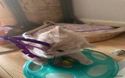 British Shorthair cats for sale: British shorthair kittens  - Image 8