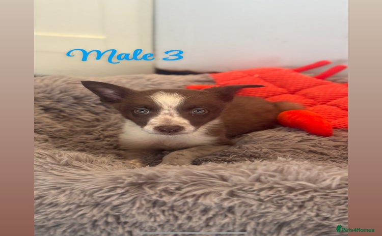 Border Collie dogs - Advert 1