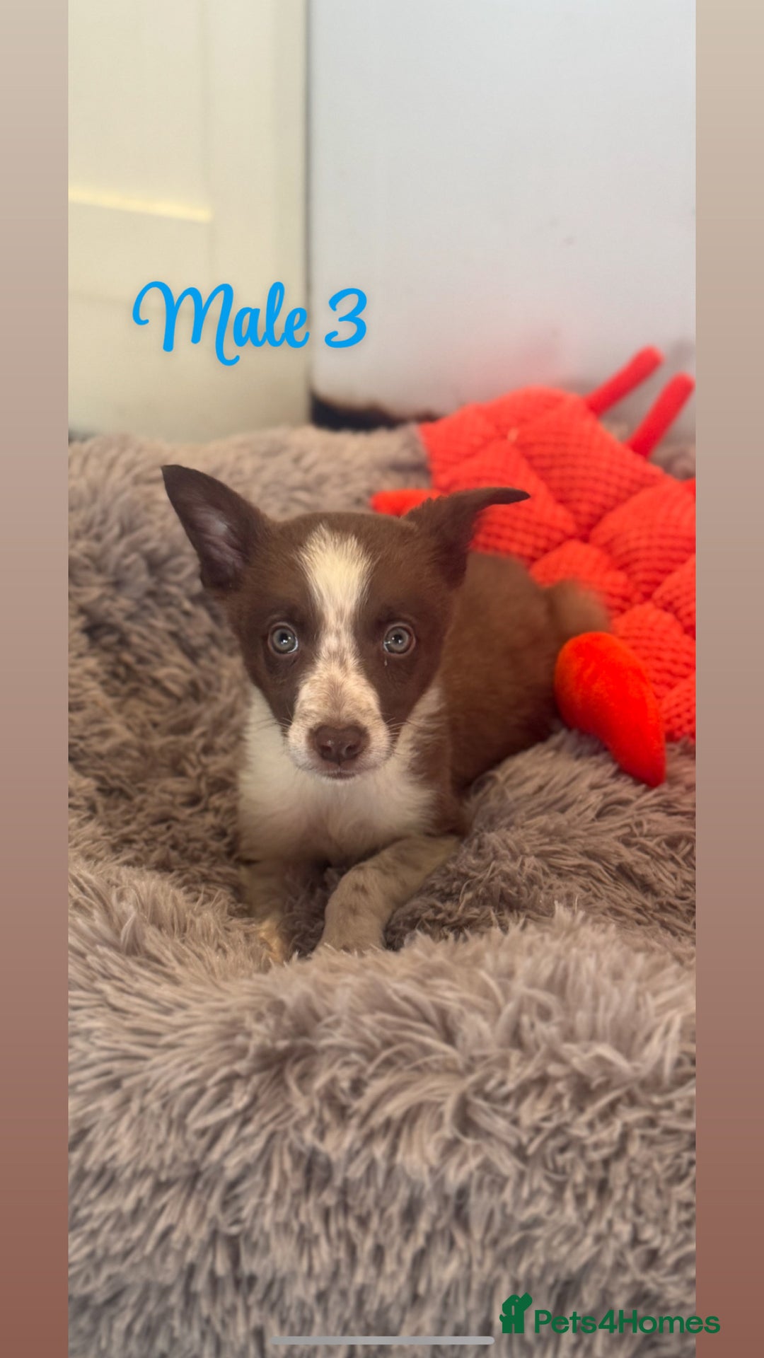 Border Collie dogs for sale: 🐶Beautiful Border Collie Pups 🐶  - Image 1