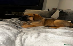 Mixed Breed dogs for sale: Dogue de Bordeaux / Newfoundland Puppy  - Advert 3