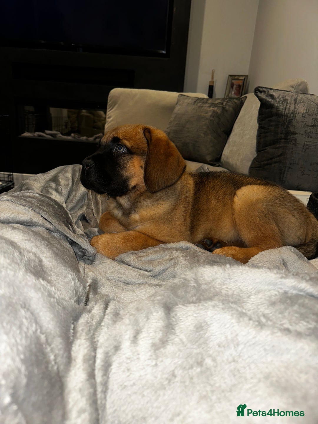 Mixed Breed dogs for sale: Dogue de Bordeaux / Newfoundland Puppy  - Advert 3