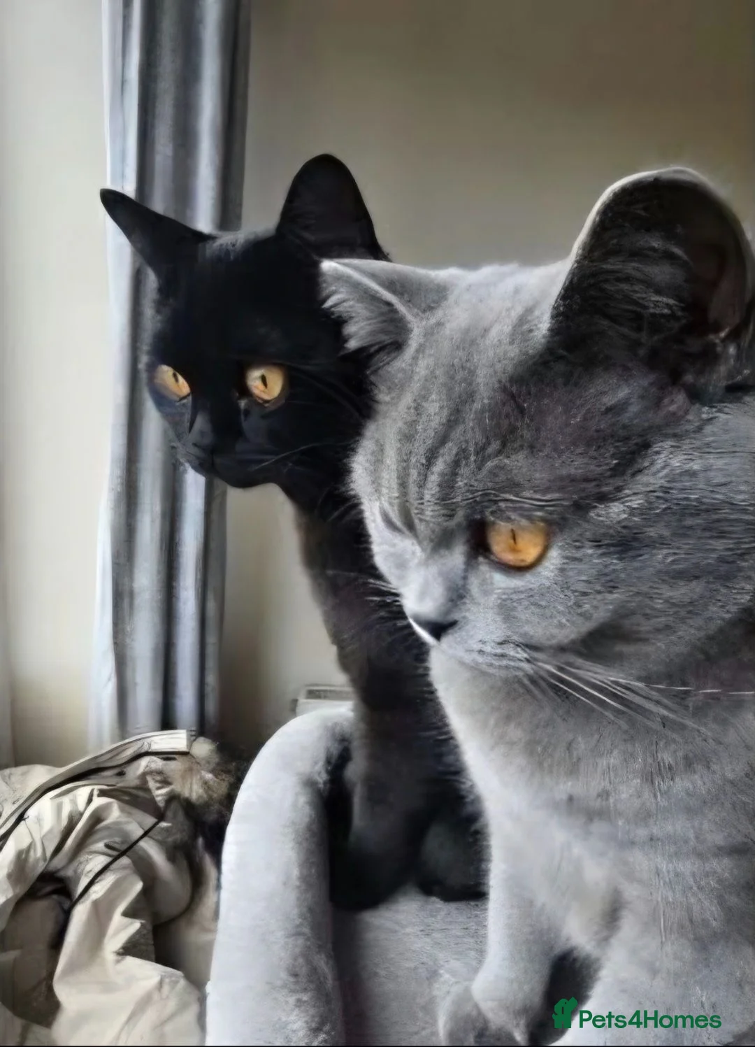 British Shorthair cats for sale: Beautiful pair of British Shorthair boys 🖤🩶 - Advert 5
