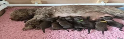 Cockapoo dogs for sale: Beautiful Chocolate Cockapoos  in Stafford - Advert 20