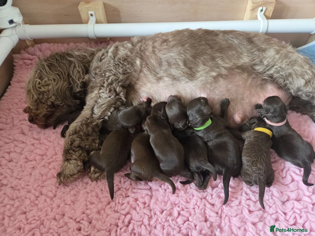 Cockapoo dogs for sale: Beautiful Chocolate Cockapoos  in Stafford - Advert 20