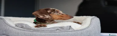 Miniature Dachshund 1