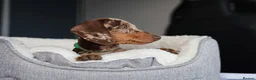 Miniature Dachshund dogs for sale: KC Miniature Dachshund puppies  - Advert 33