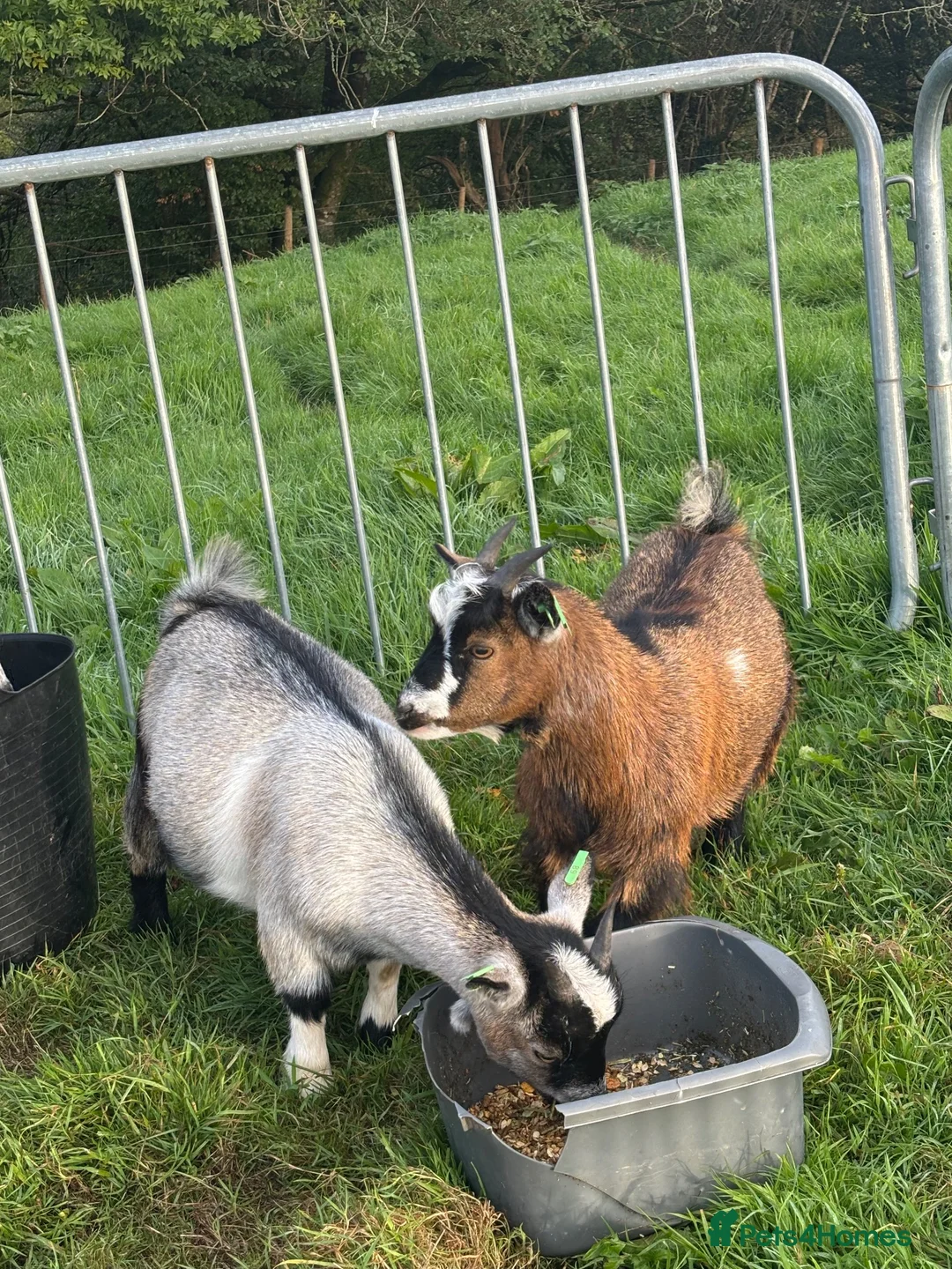 Goats livestock for sale: 2 x Pygmy Wether kids pure breed - Advert 2