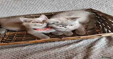 Scottish Fold cats - Advert 3