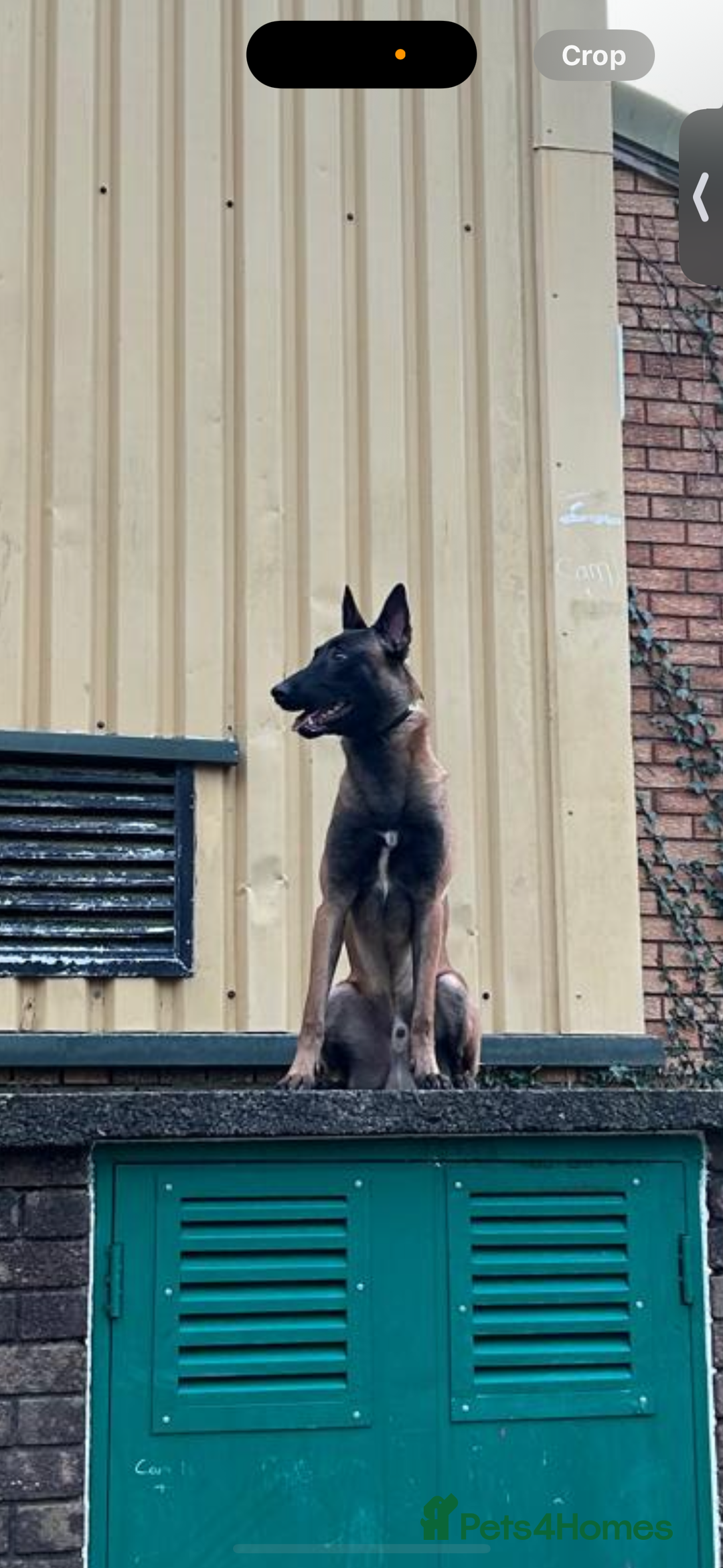 Belgian Shepherd Dog dogs for sale: Working line malinois - Image 7