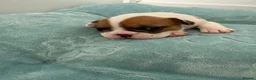 French Bulldog dogs for sale: Beautiful Litter of French Bulldogs  - Advert 22