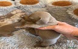 Dachshund dogs for sale: Dachshund Isabella dapple puppies  - Image 9
