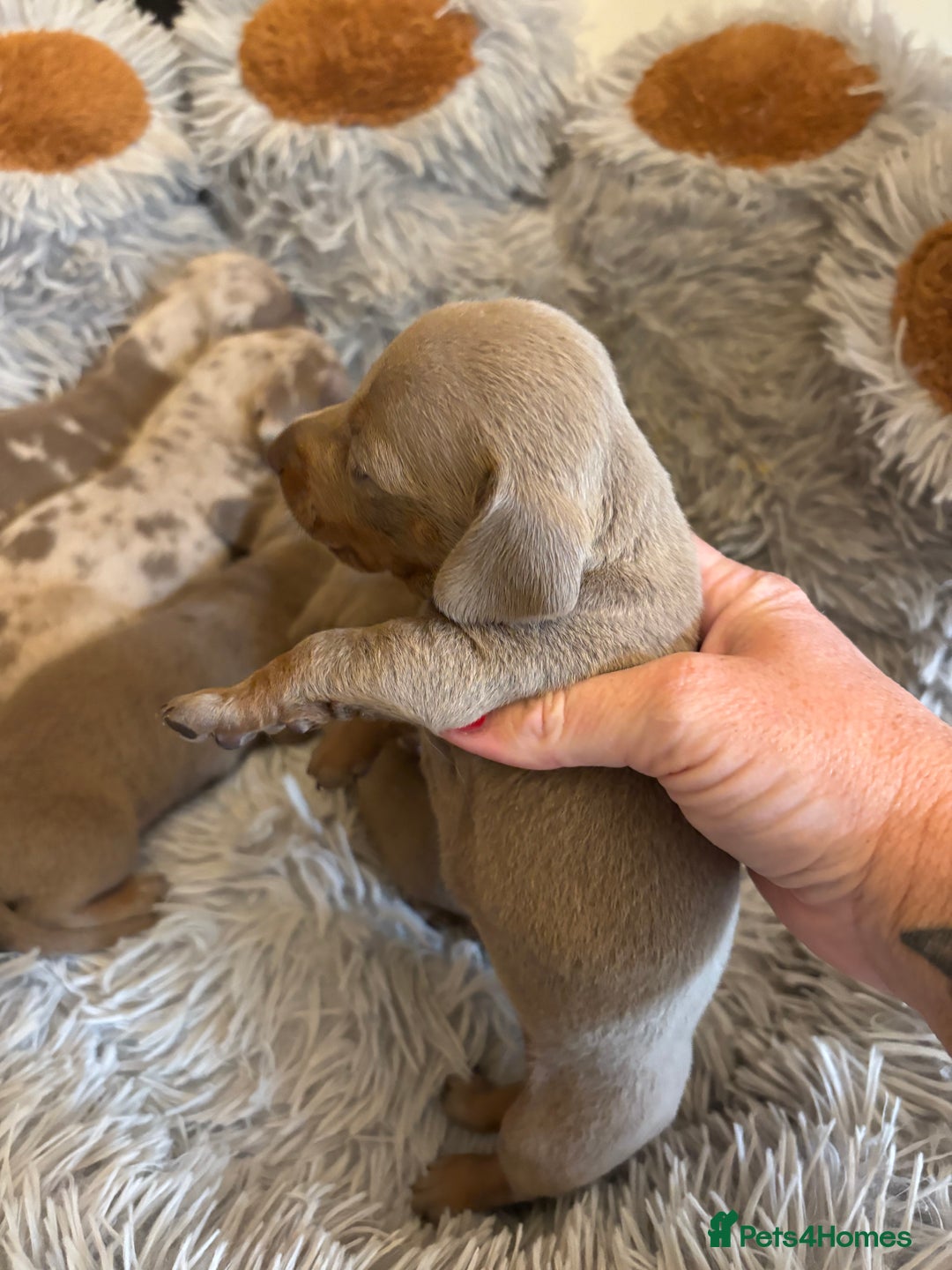 Dachshund dogs for sale: Dachshund Isabella dapple puppies  - Image 9