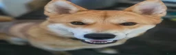 Japanese Shiba Inu dogs for sale: Regrettable sale of my boy  - Advert 4