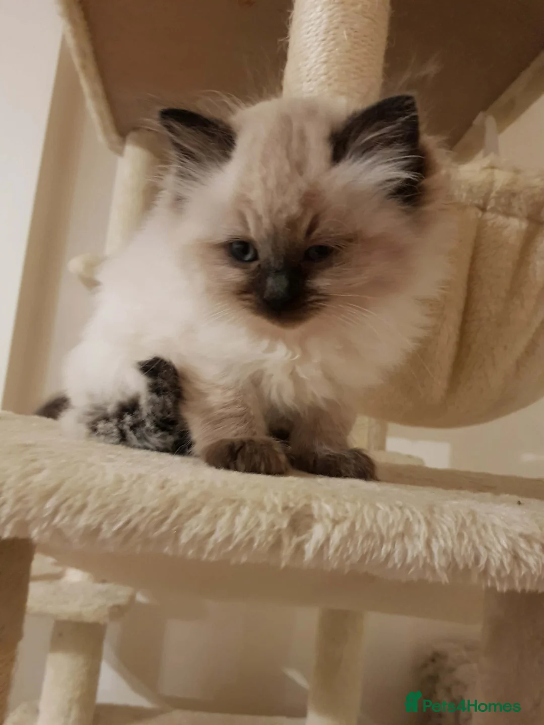 Ragdoll cats for sale: 3 beautiful ragdoll girls ready now - Advert 5