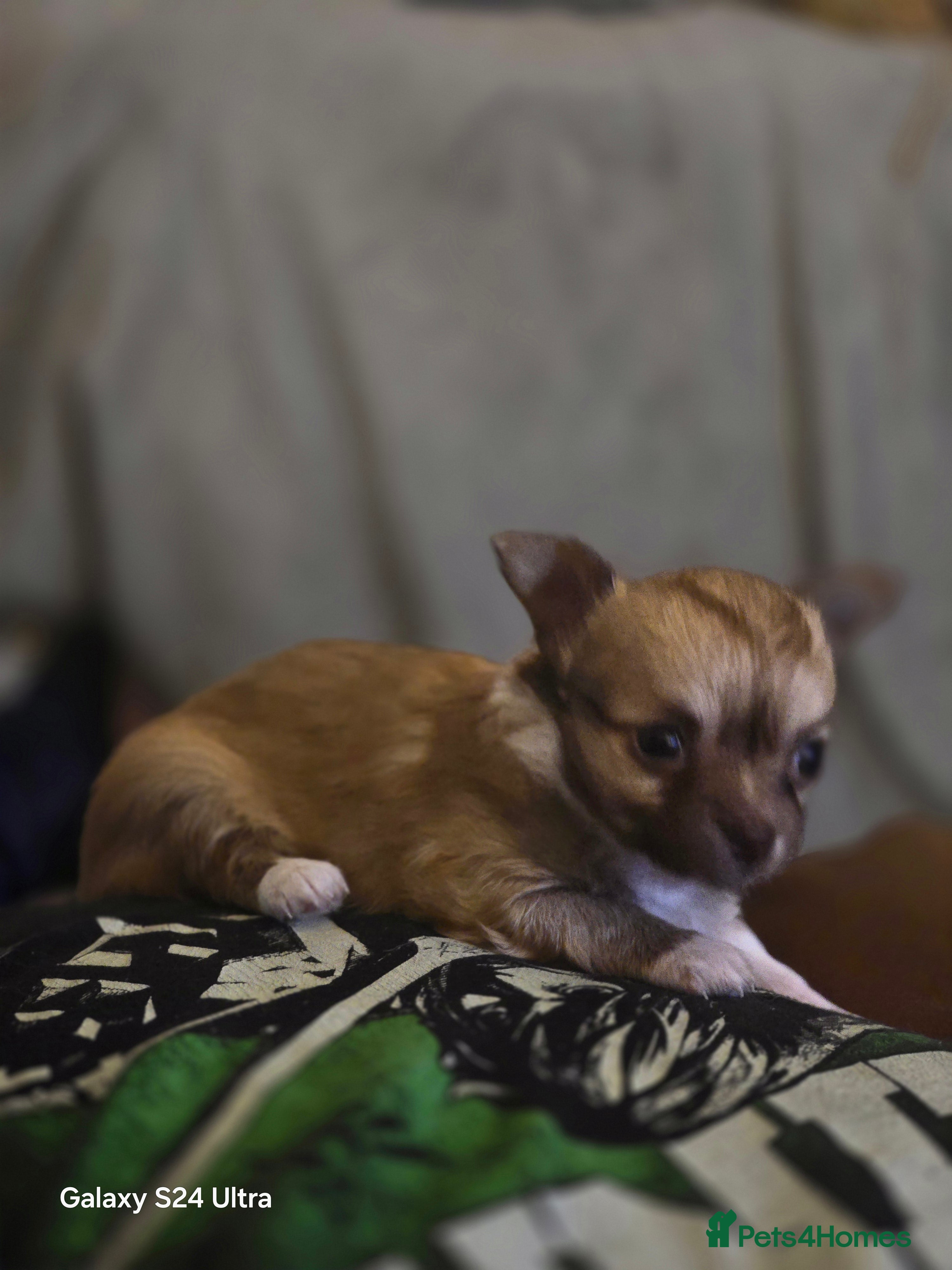 Chihuahua dogs 3 Beautiful Chi Ready for Their Forever Homes 🐶💕 - Advert 1