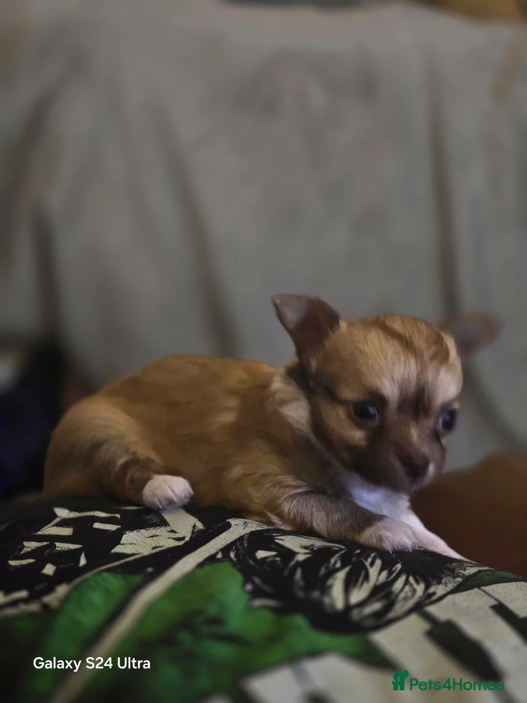 Chihuahua dogs for sale: 3 Beautiful Chi Ready for Their Forever Homes 🐶💕 - Advert 1