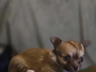 Chihuahua dogs 3 Beautiful Chi Ready for Their Forever Homes 🐶💕 - Advert 1