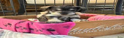Miniature Schnauzer dogs for sale: KC Pedigree Miniature Schnauzer Pups *READY TO GO* - Advert 18