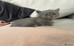 British Shorthair cats for sale: Beautiful Blue British longhair Kitten  - Image 1
