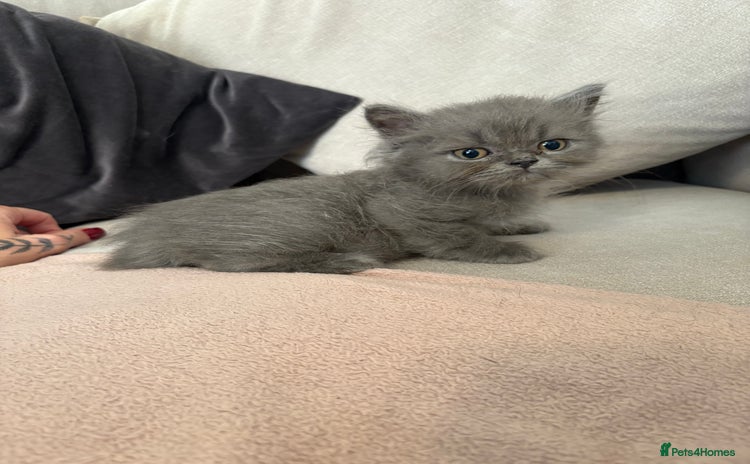 British Shorthair cats for sale - Advert 1