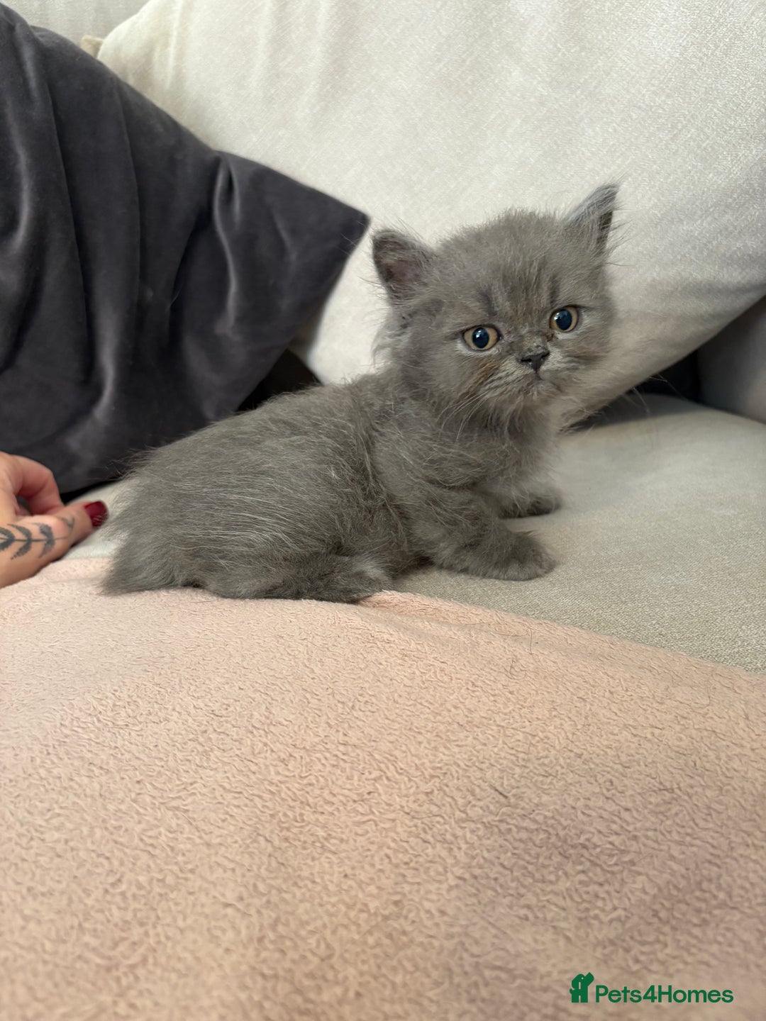 British Shorthair cats for sale: Beautiful Blue British longhair Kitten  - Image 1