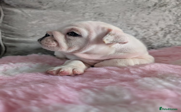 English Bulldog dogs - Advert 5