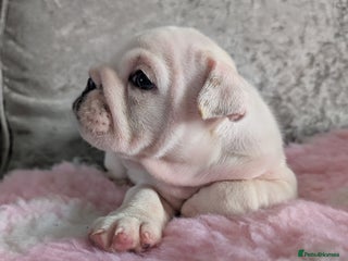 English Bulldog dogs - Advert 2