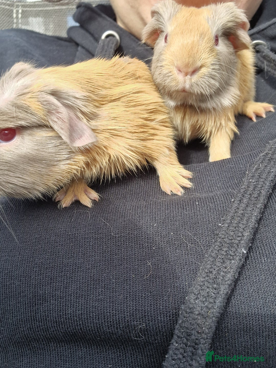 Guinea Pig rodents for sale: Two bond brothers / will ready end of oct  - Image 5