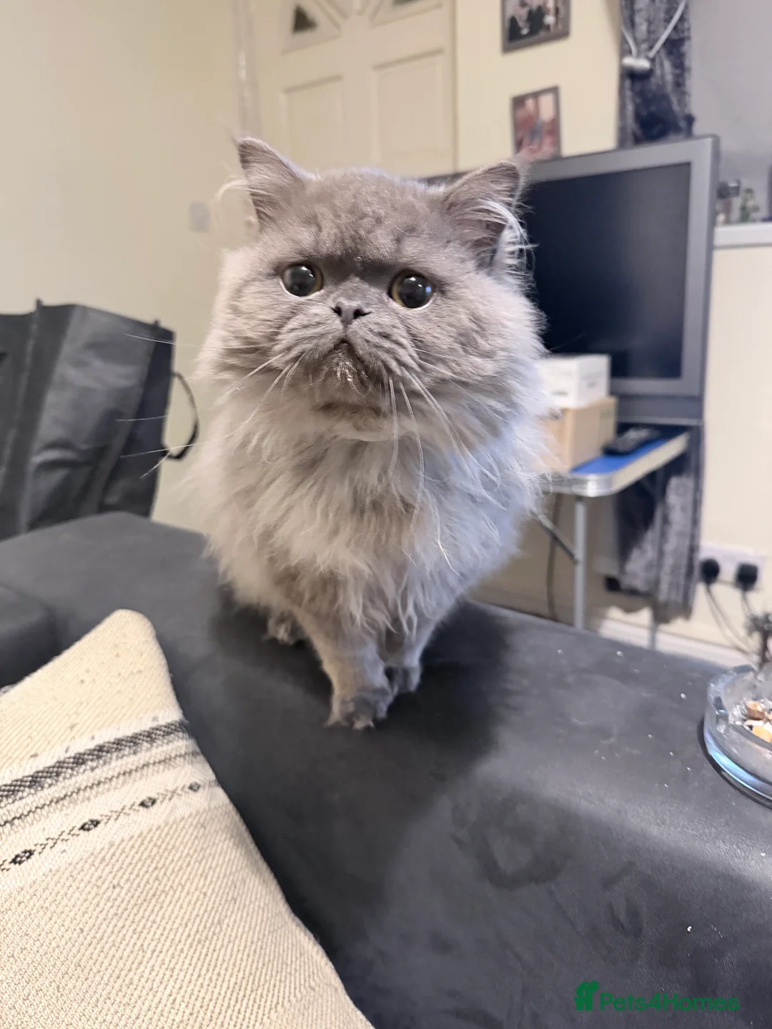 Persian cats for sale: Persian male  - Advert 2