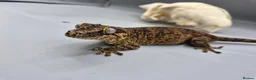 Gecko reptiles for sale: Proven breeder Orange blotch gargoyle gecko  - Advert 3