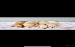 Miniature Dachshund dogs for sale: ♥️FEMALE LONG COAT DACSHOUNDS♥️ - Image 1