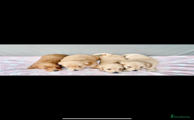 Miniature Dachshund dogs - Advert 5