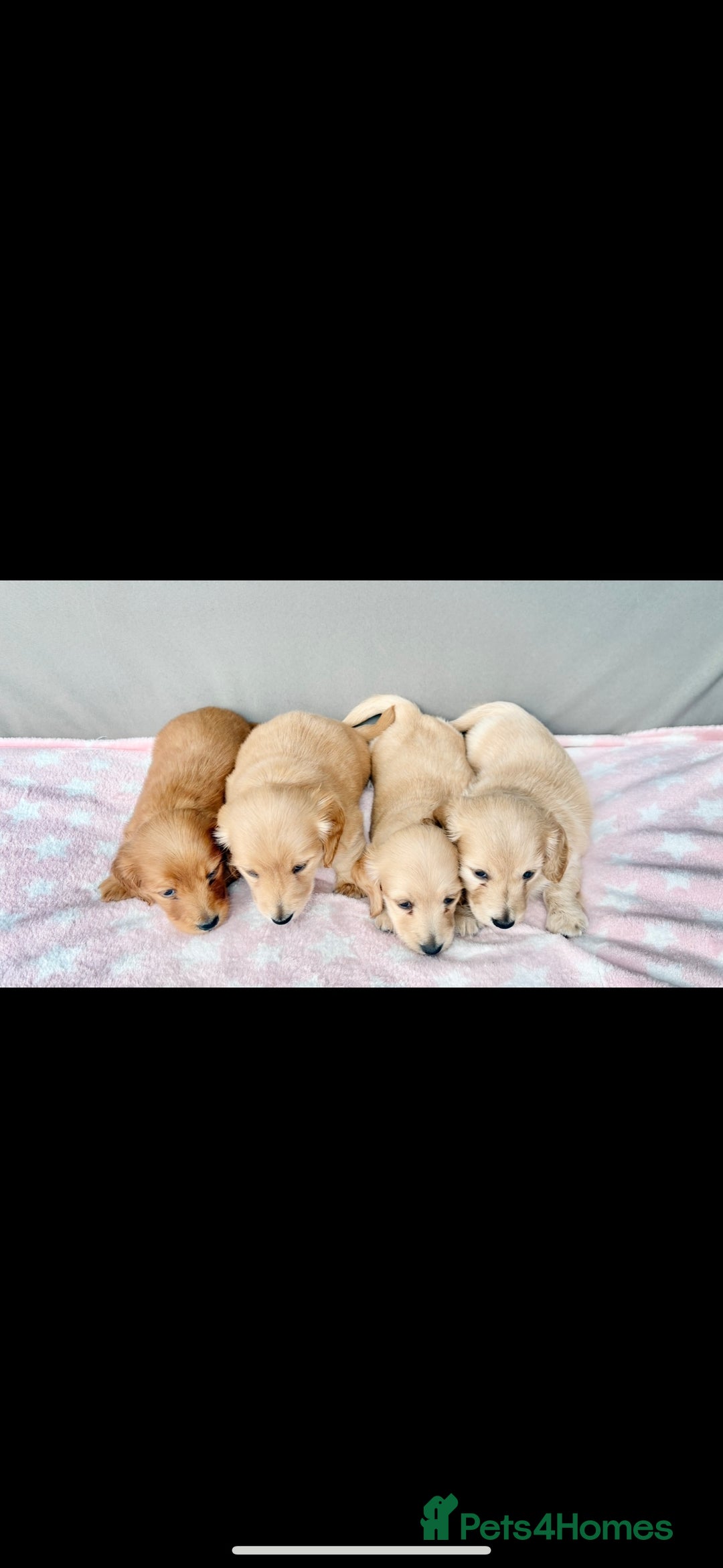 Miniature Dachshund dogs for sale: ♥️FEMALE LONG COAT DACSHOUNDS♥️ - Image 1