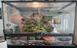 Gecko reptiles for sale: Crested Ghekko, enclosure and extras included  - Advert 3