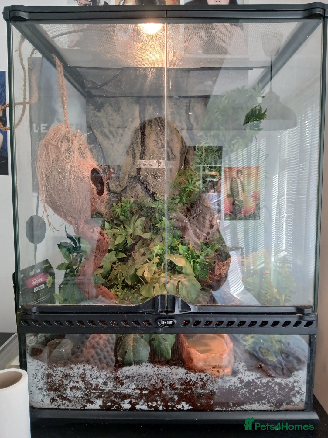 Gecko reptiles for sale: Crested Ghekko, enclosure and extras included  - Advert 3