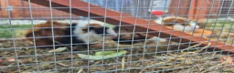 Guinea Pig rodents for sale: Tom and Jerry are bonded brothers in Market Drayton - Advert 2
