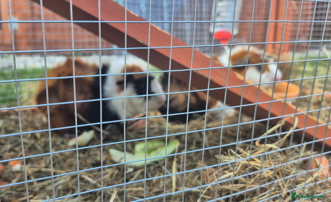 Guinea Pig rodents for sale: Tom and Jerry are bonded brothers in Market Drayton - Advert 2
