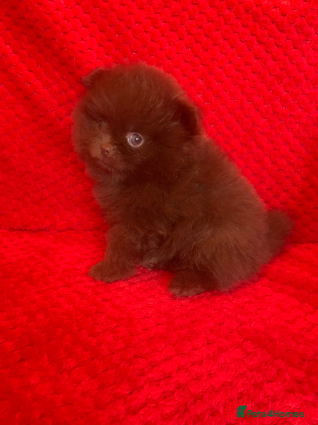Pomeranian dogs for sale: 3 CHOCOLATE BROWN BEAR POMERANIAN PUPPY’S - Image 4
