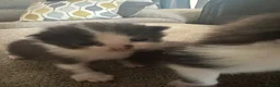 Mixed Breed cats for sale: Mixed breed kittens - Advert 8