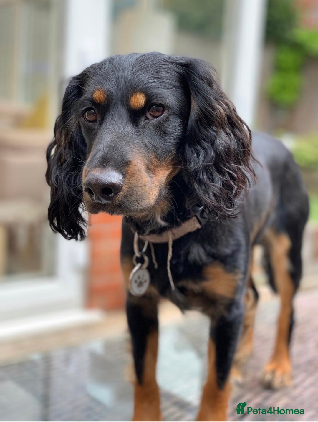 Cockapoo dogs for sale: Reggie Looking For A New Home  6 yr old Cockerpoo  - Image 14