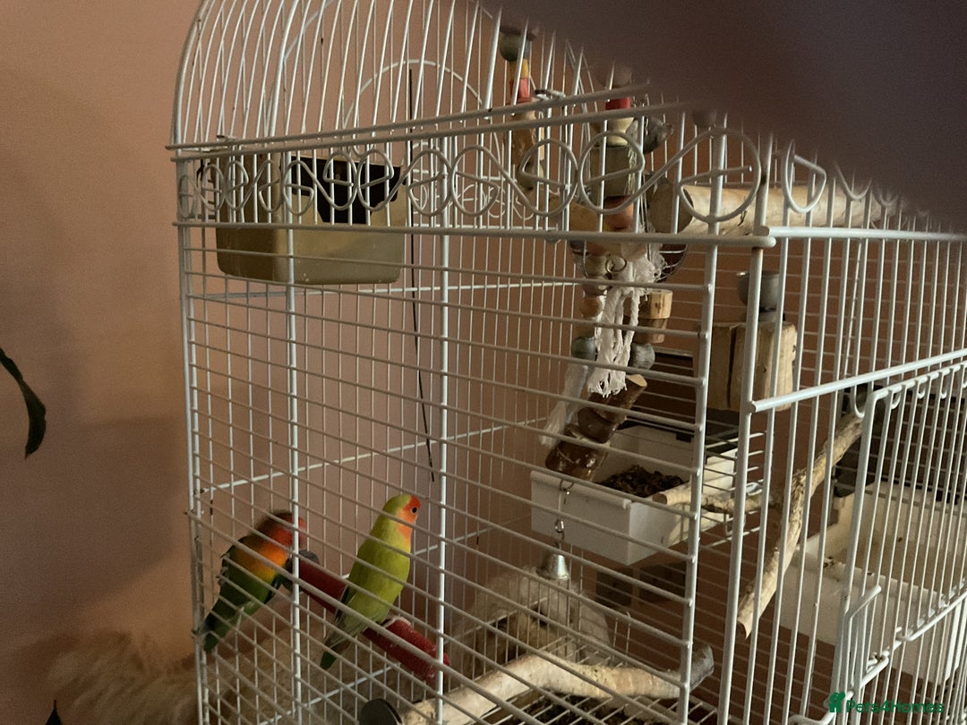 Lovebirds birds for sale: Love birds  - Advert 4